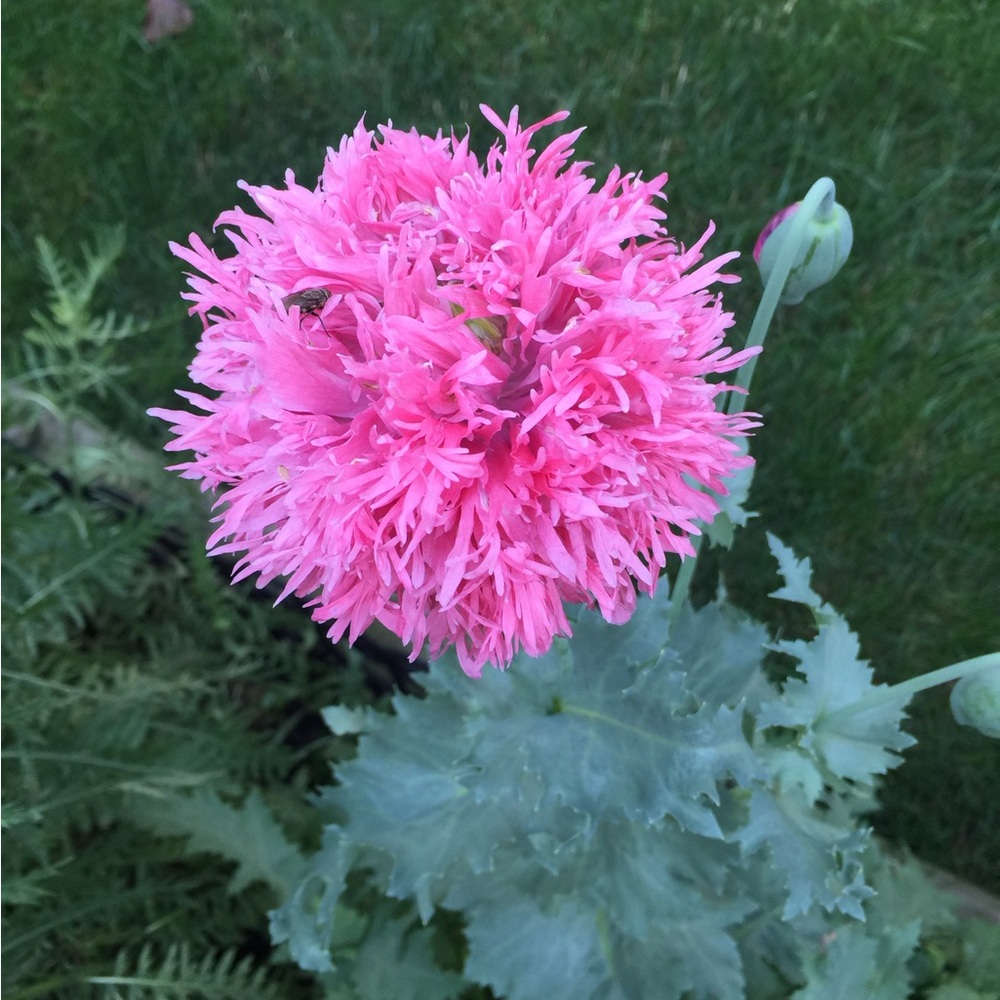 Poppy Seeds 
Plant poppies in late fall for best results. 300+ seeds